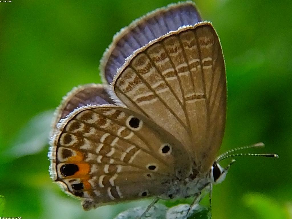 ព្រឹត្តិនិយមហ្គេម: ការប្រែប្រួលនិងអនាគតនៃល្បែង